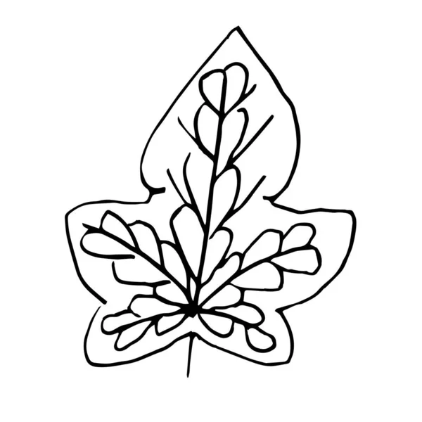 Ένα Φύλλο Ζωγραφισμένο Στο Χέρι Εικονογράφηση Doodle Διάνυσμα Floristic Στοιχείο — Διανυσματικό Αρχείο