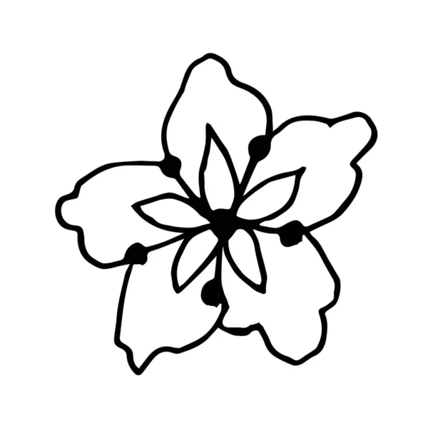 1本の手描きの花芽 落書きベクトルイラスト グリーティングカード ポスター ステッカー 季節のデザインのためのフロリスティックな要素 白地に隔離された — ストックベクタ