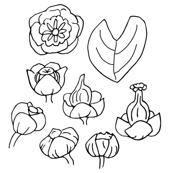 Doodle Készlet Liliom Vektor Illusztráció Virágok Rügyek Levelek Elszigetelve Fehér — Stock Vector