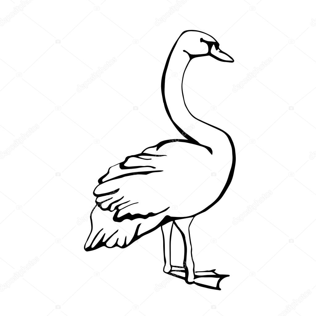 Vector single silhouettes of a Swan isolated on a white background. Full-length swans icon. Vector illustration in black and white sketch style.  decorative birds. hand-drawn