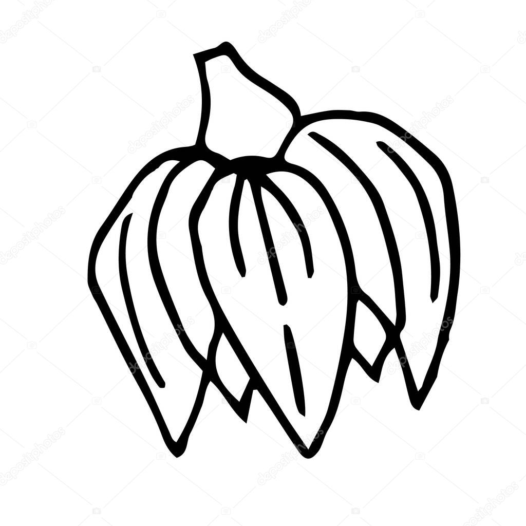 Single hand drawn flower bud. Doodle vector illustration. Floristic element for greeting cards, posters, stickers and seasonal design. Isolated on white background