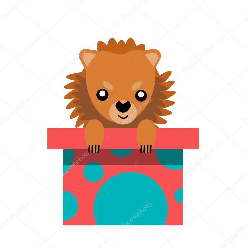 A puppy as a gift. Vector icon portrait of a small dog looking out of a box, drawn in the flat style. Cute Pomeranian  puppy. Vector illustration in cartoon style. Toy dog