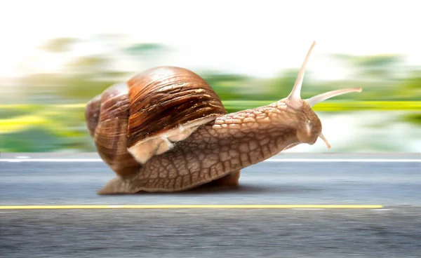 沿着柏油路飞奔的蜗牛 — 图库照片