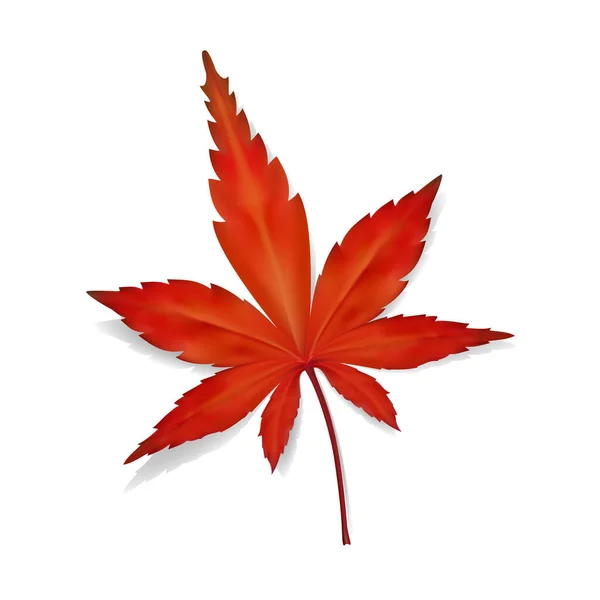 Fallen Leaf Japanese Maple White Background — Stock Vector