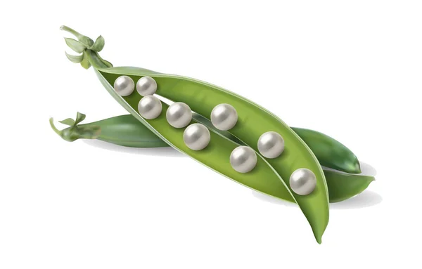 Perles Dans Une Gousse Pois Vert — Image vectorielle