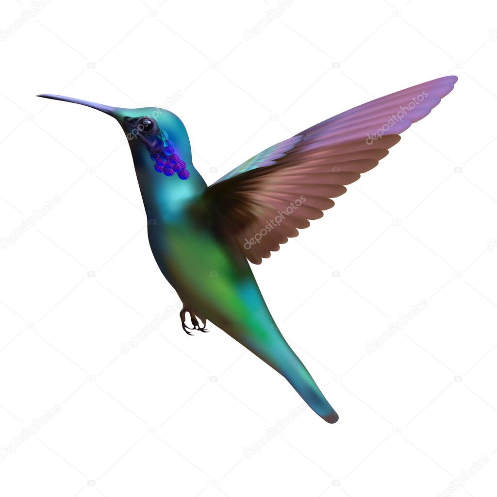 Hummingbird on a white background. Illustration