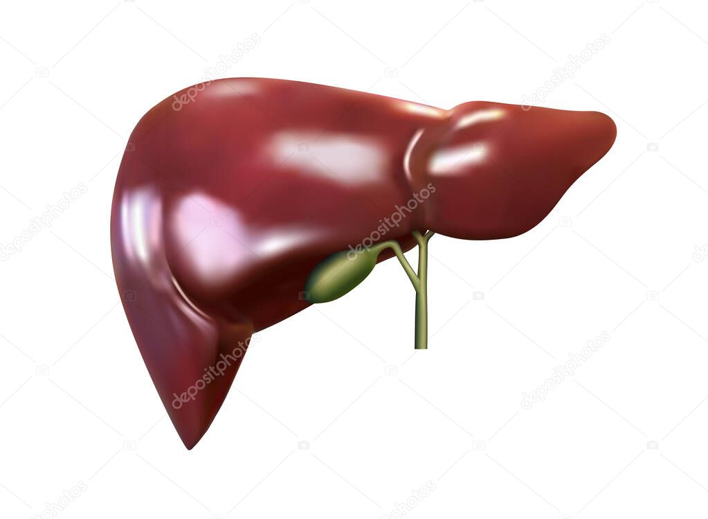 Liver and gallbladder on a white background