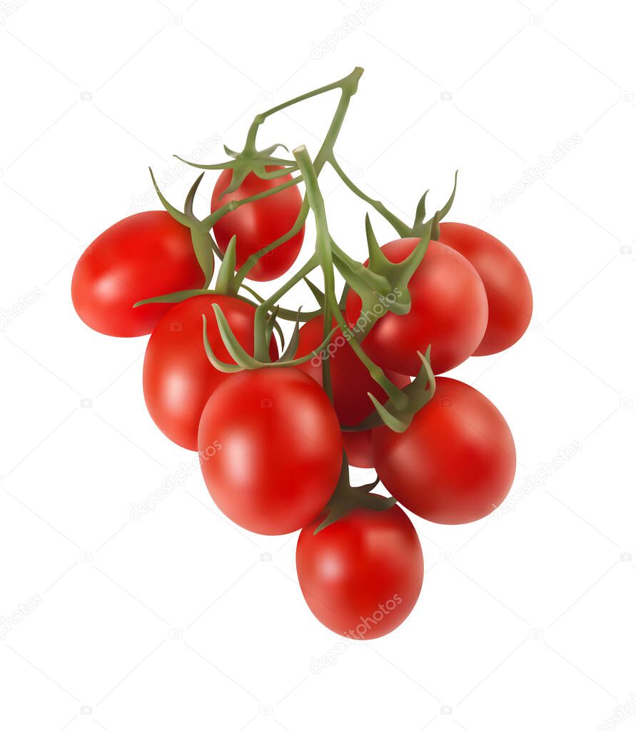 Bush of red cherry tomatoes on a white background. 3d vector illustration