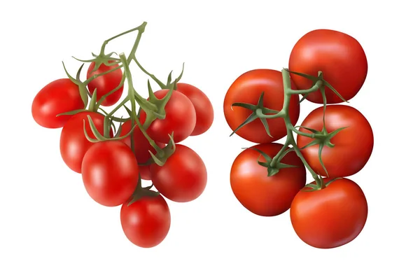 两个不同的红色西红柿束在一个白色的背景 3D矢量说明 — 图库矢量图片