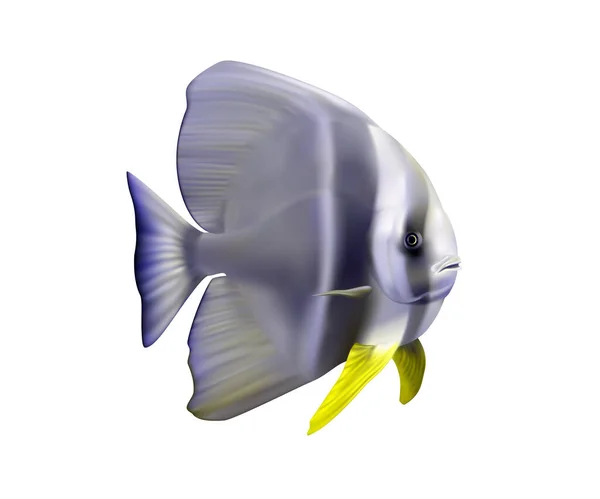 Красива Риба Кажана Білому Тлі Ілюстрація — стокове фото