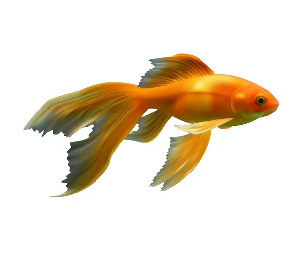 Krásná Zlatá Rybka Pro Akvárium Bílém Pozadí Ilustrace — Stock fotografie