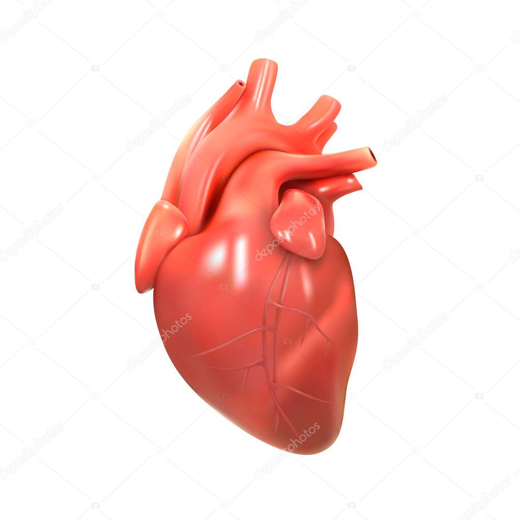 Anatomy of the human heart on a white background. 3d illustration