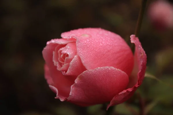 Rosa Rose Mit Wassertropfen — Stockfoto