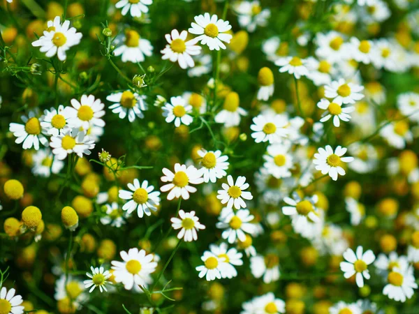 Manzanilla Romana Florece Los Campos Verano — Foto de Stock