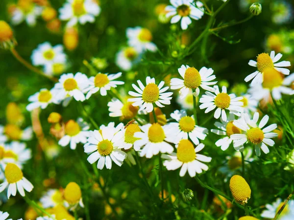 Manzanilla Romana Florece Los Campos Verano — Foto de Stock