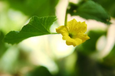  Meyve kavunu. Yakın plan beyaz arkaplan.