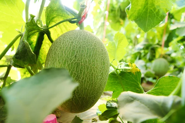 Cantaloupe Crescer Melão Maduro — Fotografia de Stock