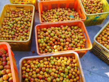 Taze kayısılar hasat edilir, güneşte kurutulur ve kurutulur.