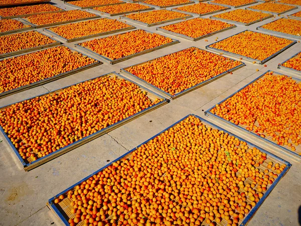 Alperces Frescos São Colhidos Secos Sol Damascos Secos — Fotografia de Stock