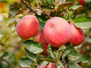 Fuji elma hasadı, toplama mevsimi, elma bahçesi elma ağaçları, olgun kırmızı elmalar