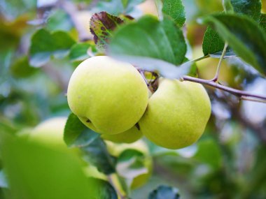 Close-up of ripe green apples on apple trees in apple orchard, picking season