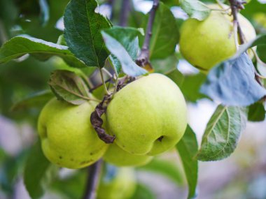 Close-up of ripe green apples on apple trees in apple orchard, picking season