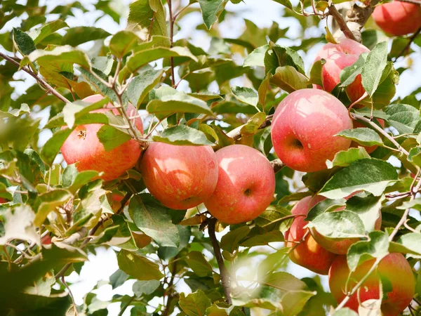 Fuji apple harvest, picking season, apple orchard apple trees, ripe red apples