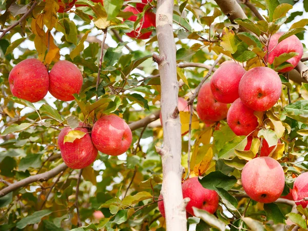 Fuji Elma Hasadı Toplama Mevsimi Elma Bahçesi Elma Ağaçları Olgun — Stok fotoğraf
