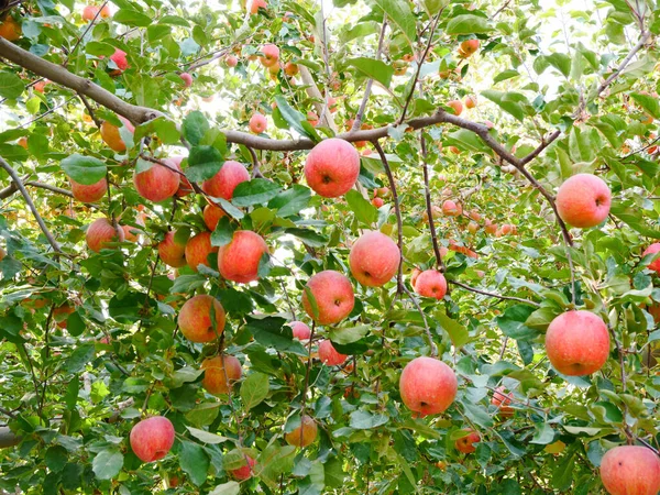 Fuji Elma Hasadı Toplama Mevsimi Elma Bahçesi Elma Ağaçları Olgun — Stok fotoğraf