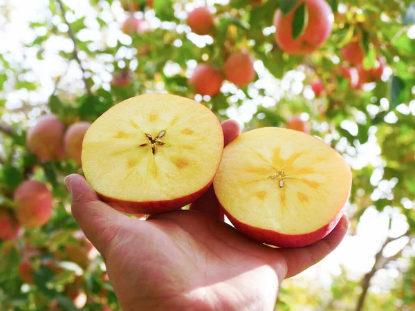 Elma Bahçesinin Altındaki Sepetin Içinde Olgun Kırmızı Elmalar Topluyor — Stok fotoğraf