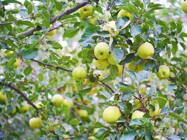 Close Ripe Green Apples Apple Trees Apple Orchard Picking Season — Stok fotoğraf