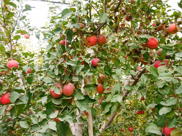Colheita Maçã Fuji Época Colheita Macieiras Pomar Maçãs Vermelhas Maduras — Fotografia de Stock