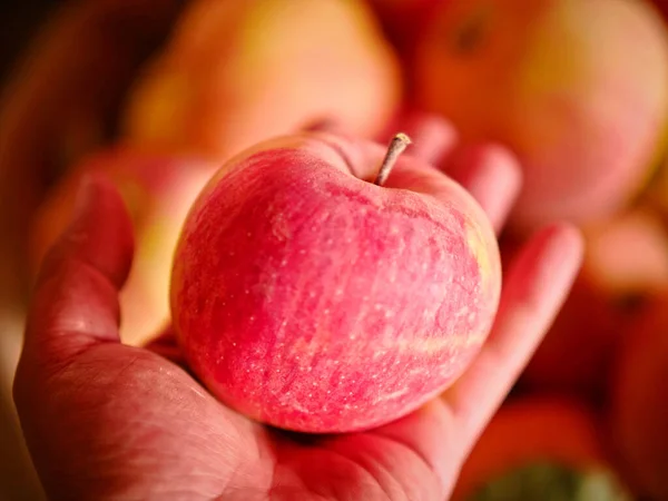 Pommes Mûres Rouges Dans Panier Sous Pommier Cueillette — Photo