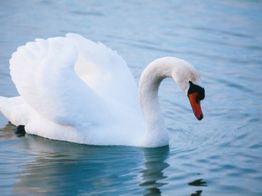 Kışın gölde beyaz kuğular