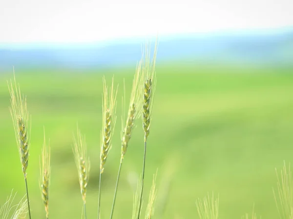 Στάρι Αυτί Γκρο Πλαν Πράσινο Bokeh Wallpaper Εμπορική Υπαίθριες Ασχολίες — Φωτογραφία Αρχείου