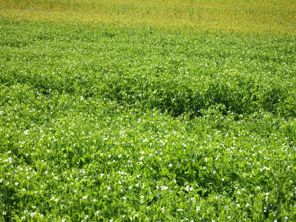 Garbanzos Verdes Las Tierras Cultivo —  Fotos de Stock