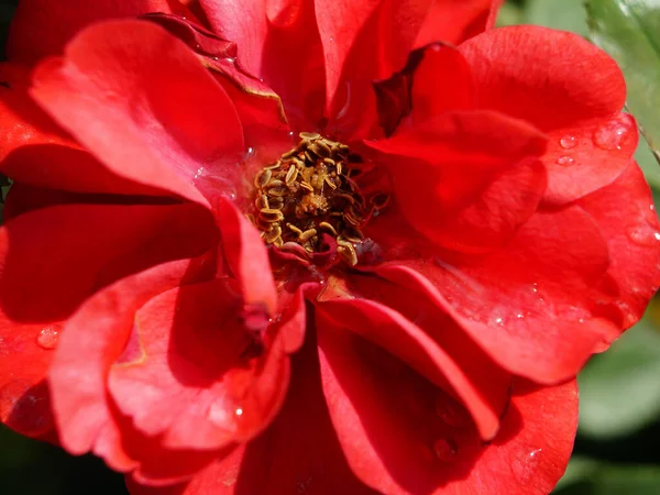Červená Růže Žlutými Tyčinkami Uprostřed Mokrá Rosa — Stock fotografie