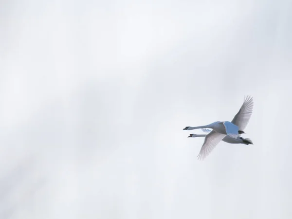 Viele Weiße Schwäne Fliegen Winter Über Den See Starten Und — Stockfoto