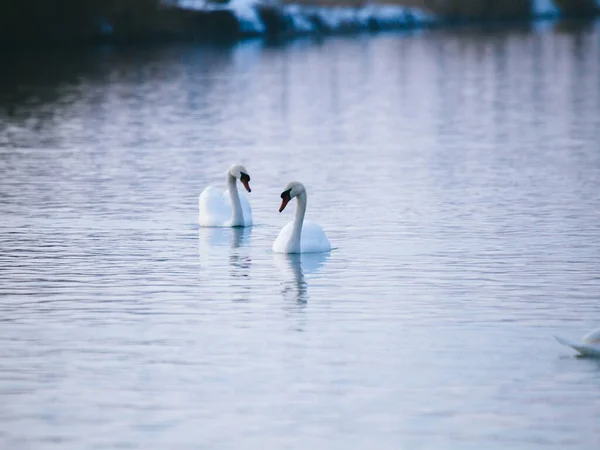 Weiße Schwäne Winter Auf Dem See Liebe Mann Und Frau — Stockfoto