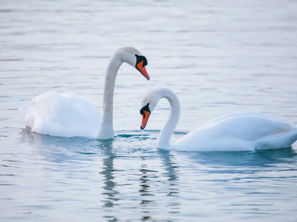 Weiße Schwäne Winter Auf Dem See Liebe Mann Und Frau — Stockfoto