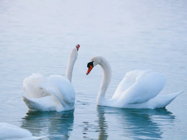 Weiße Schwäne Winter Auf Dem See Liebe Mann Und Frau — Stockfoto