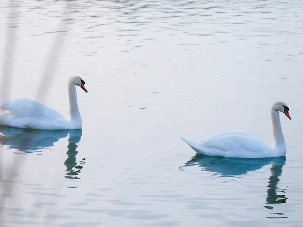 Cisnes Brancos Lago Inverno Amor Marido Esposa Casais Parceiros Gregários — Fotografia de Stock