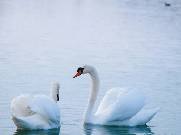 White Swans Lake Winter Love Husband Wife Couples Partners Gregarious — Stock Photo, Image