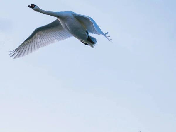 Skupina Bílých Labutí Třepetajících Křídly Jezeře Připravená Vzlétnout — Stock fotografie