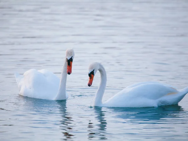 Weiße Schwäne Winter Auf Dem See — Stockfoto