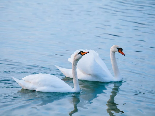 Weiße Schwäne Winter Auf Dem See — Stockfoto