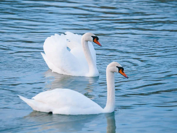 Weiße Schwäne Winter Auf Dem See — Stockfoto