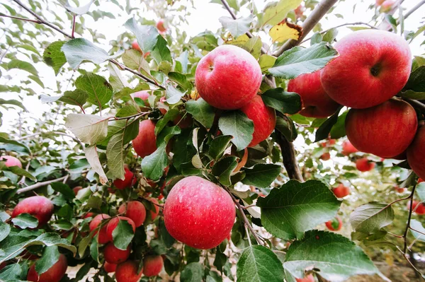 Elma Ağacında Asılı Taze Kırmızı Elmalar Seçici Odaklanma Sığ Alan — Stok fotoğraf