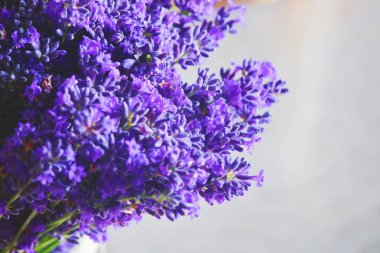 Lavanta buketi yakın plan, mor baharat bitkisi..