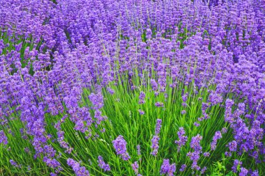 Lavanta yamacı, mor çiçek tarlası, doğal manzara..